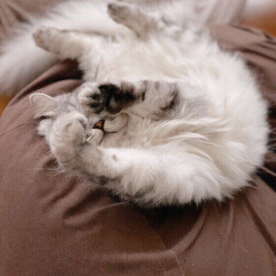 ミヌエットのテンテンちゃん