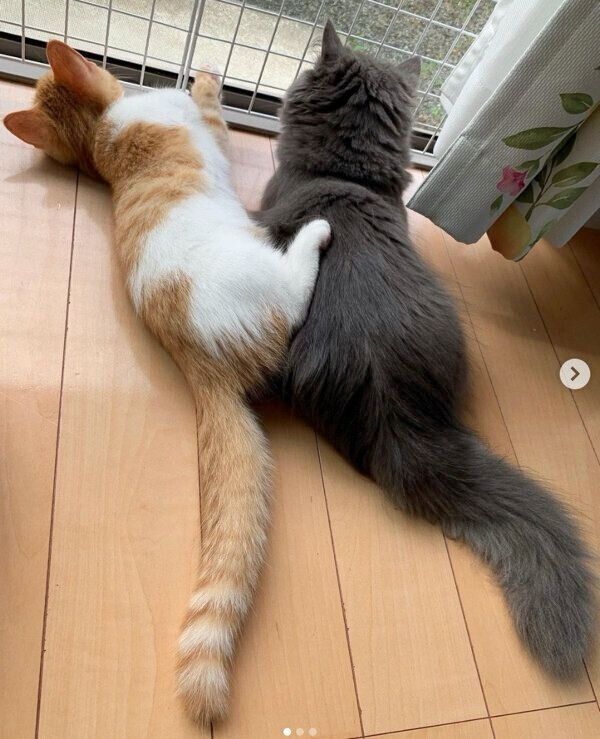 ニャルソックをするウニちゃんとアオくん