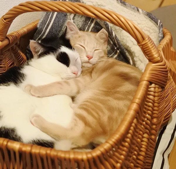 パンきゅんとねくすちゃん