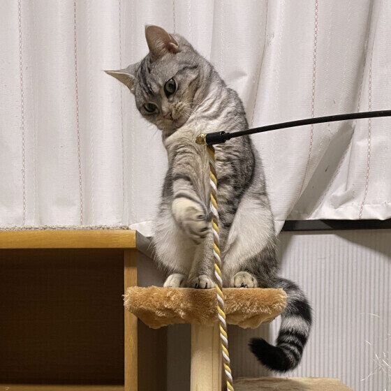 アメリカンショートヘアのべべちゃん