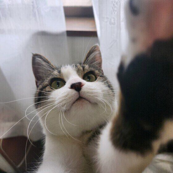 おもちゃに猫パンチをするノアちゃん