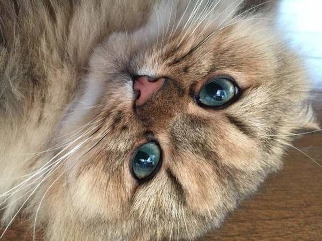 猫のおならのニオイが臭いワケ 聞いて納得 な理由とは ねこのきもちweb Magazine 猫のおならのニオイが臭いワケ 聞いて納得 な理由とは ねこのきもちweb Magazine