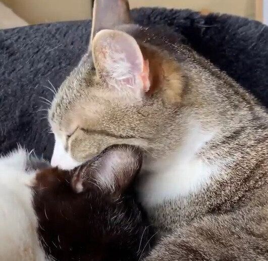 おはぎちゃんと、元気くん