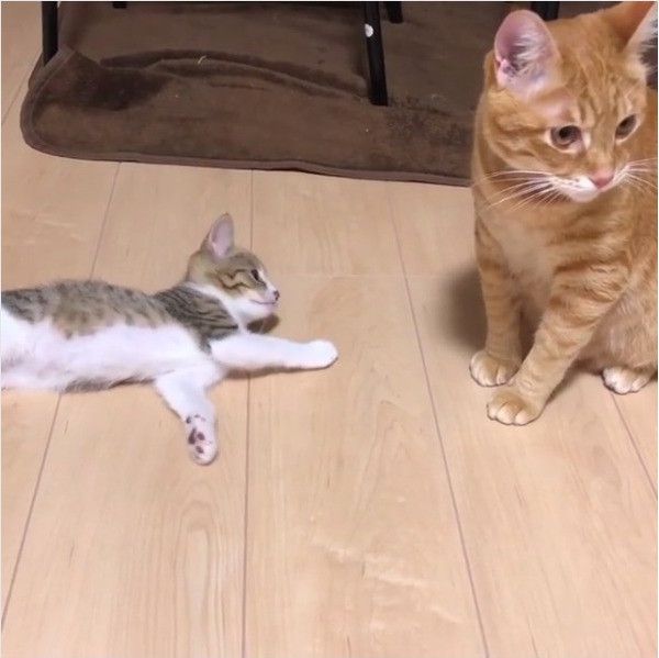 求愛ダンスするニャンコ