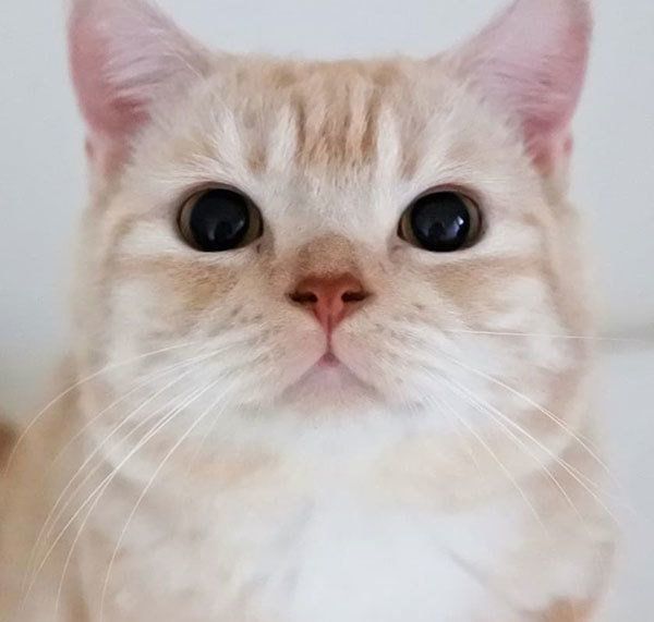 見つめるマンチカン