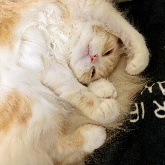 マンチカンのモカちゃん