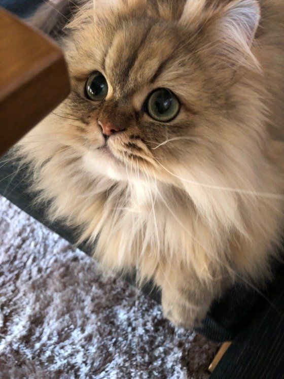 何かを見つめるペルシャ