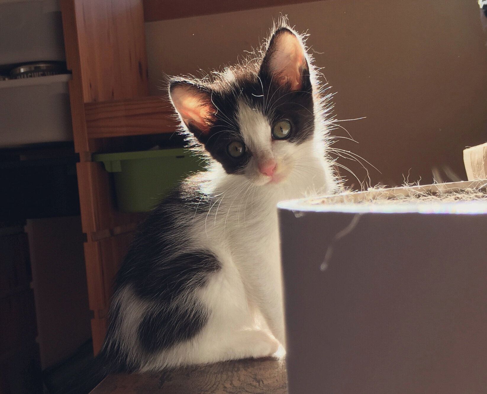 子猫時代のうたちゃん