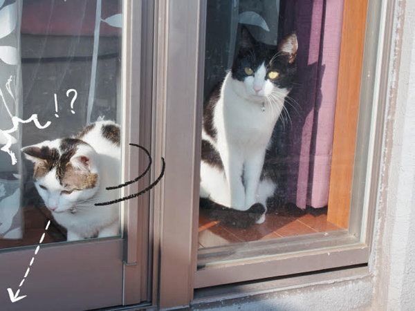 窓越しの猫