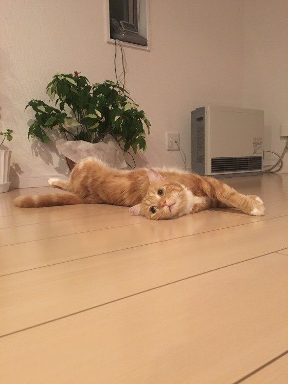 レーヴくんのグラビアポーズ