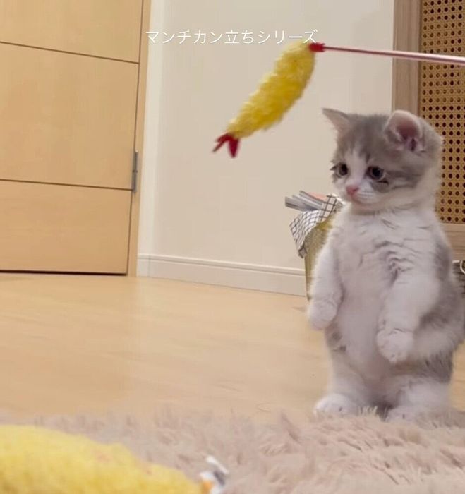 マンチカン立ちをするおそばくん