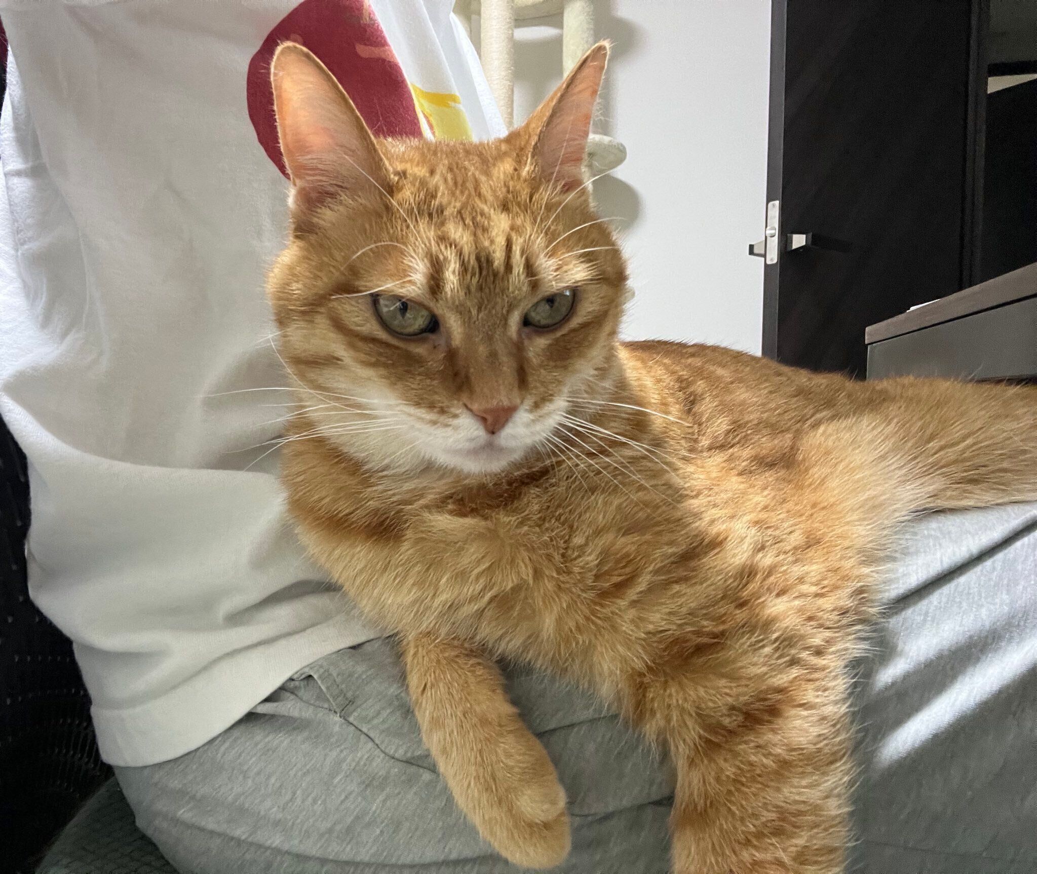 飼い主さんの膝の上に乗るカイちゃん