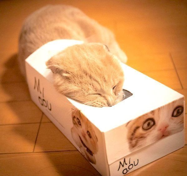 スコティッシュフォールドのこゆきちゃん