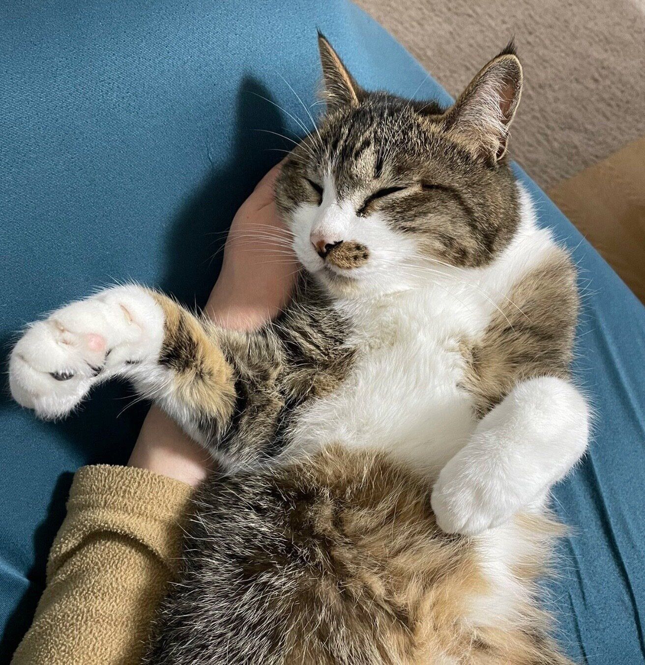 飼い主さんの手を枕にするちいまくん