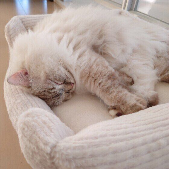 眠るラグドール