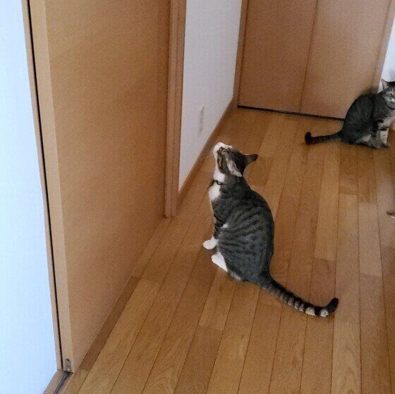 MIXキジトラの諭吉くん