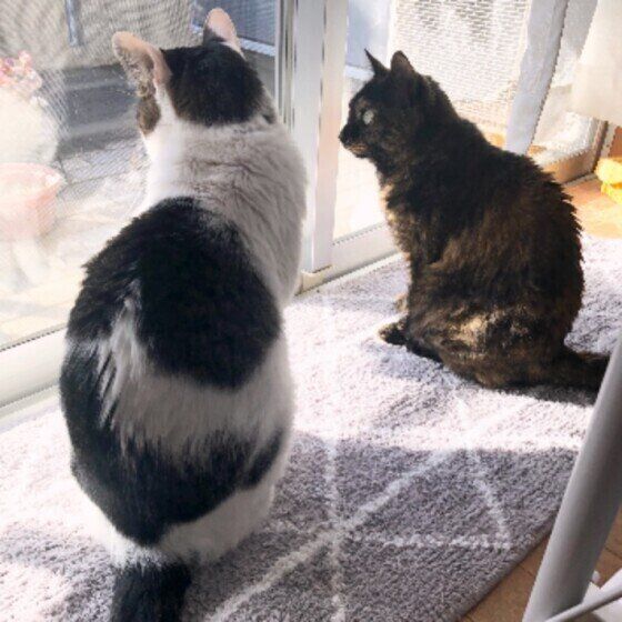 窓の外を見るポンちゃん（MIX）