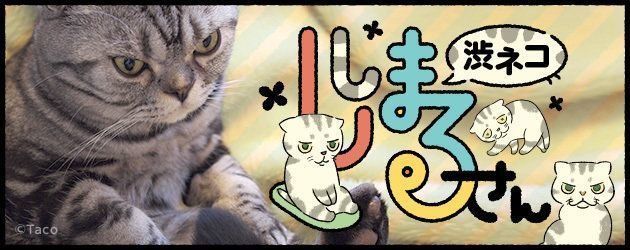 渋ネコししまるさん