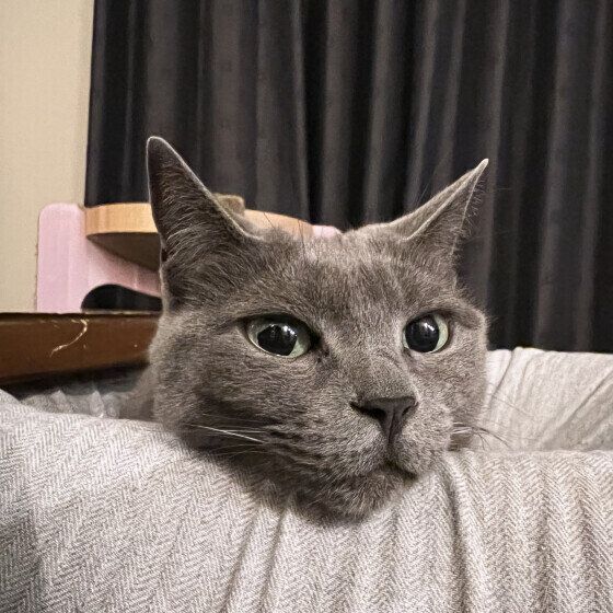 Mix（グレー）のグレちゃん♪