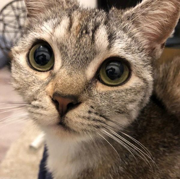 まんまるおめめのたびーちゃん