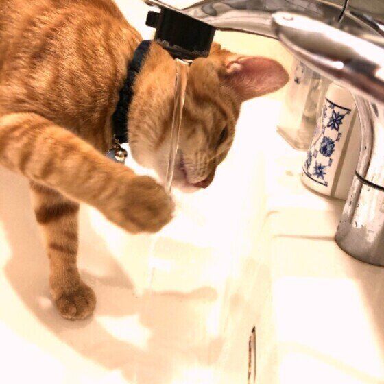 水を飲む茶トラ