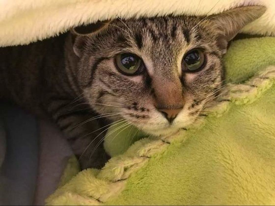 獣医師が解説 猫にヨーグルトはアリ 適量 頻度 注意点も解説 ねこのきもちweb Magazine 獣医師が解説 猫にヨーグルトはアリ 適量 頻度 注意点も解説 ねこのきもちweb Magazine