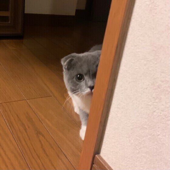 だるまさんがころんだをするスコのぐうくん