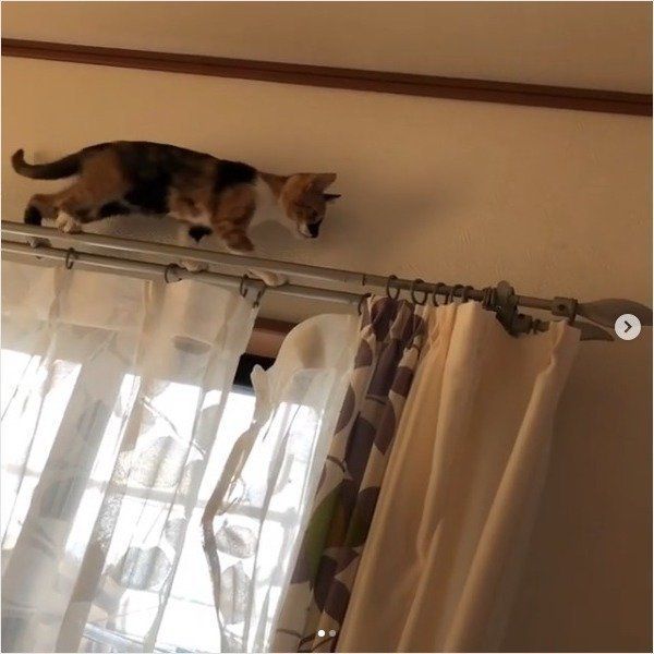 高いところが苦手な猫