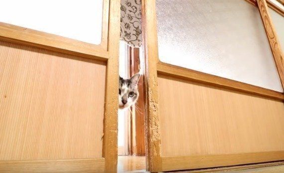 かご猫 Ｂｌｏｇ　くろ