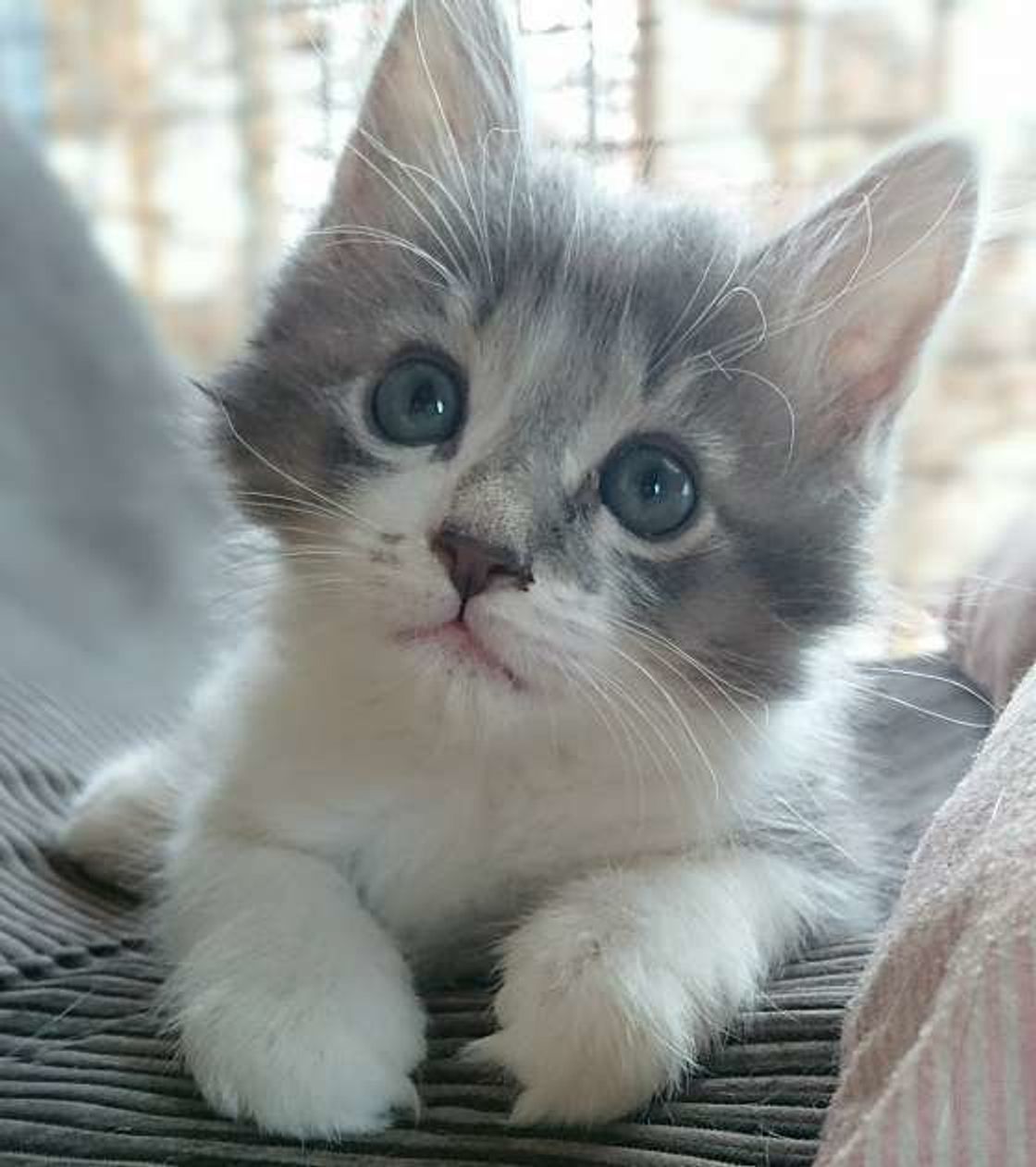 冬はとくに 致死率高い 猫パルボウイルス感染症 に注意 ねこのきもちweb Magazine 冬はとくに 致死率高い 猫パルボウイルス感染症 に注意 ねこのきもちweb Magazine