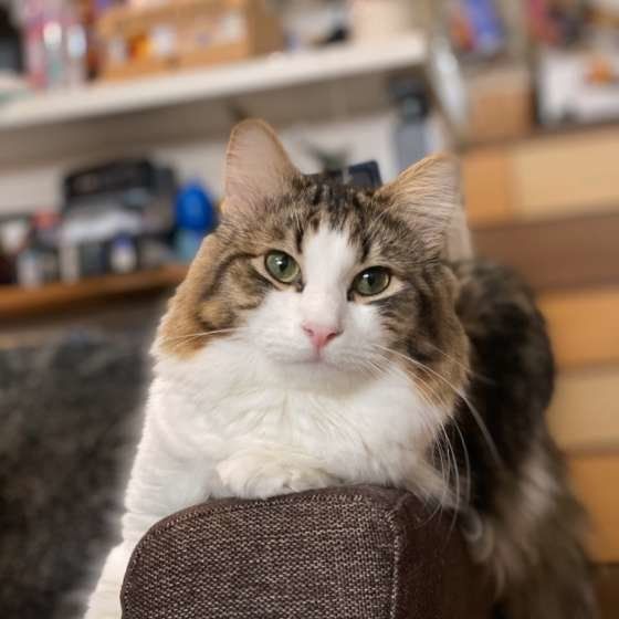 ソファでくつろぐノルウェージアンフォレストキャット