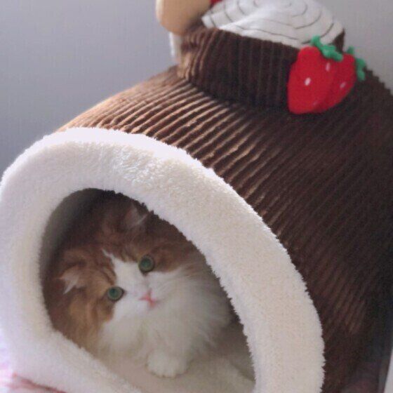 ベッドに入るさくらちゃん（スコティッシュフォールド）