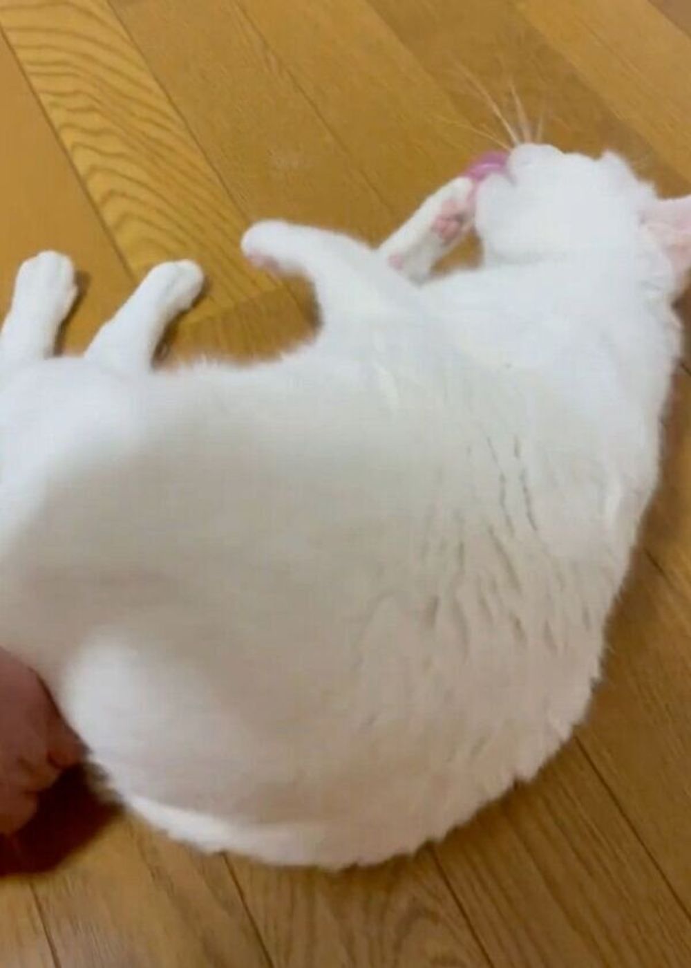 飼い主さんにクルクル回されても 全く動じない マイペースすぎる猫 が可愛い ねこのきもちweb Magazine 飼い主さんにクルクル回されても 全く動じない マイペースすぎる猫 が可愛い ねこのきもちweb Magazine