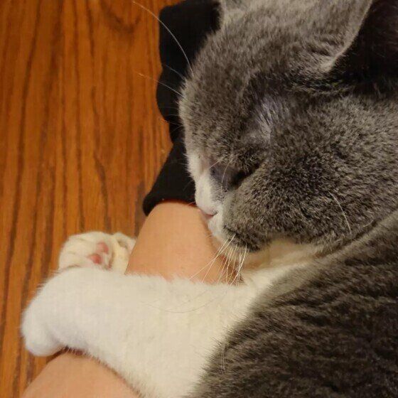 飼い主さんに腕にしがみつくブリティッシュショートヘア