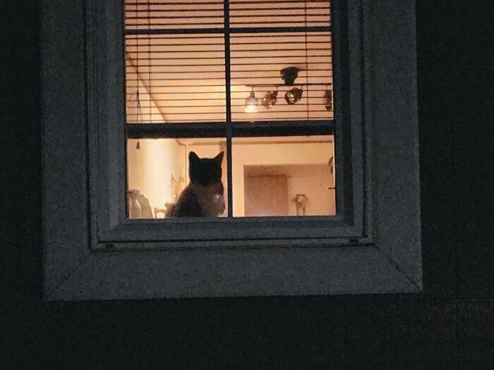 フォトジェニックな猫×窓！