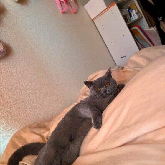 ベッドの上で眠るブリティッシュショートヘア