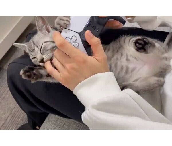 飼い主さんの指をしゃぶりたいととまるくん