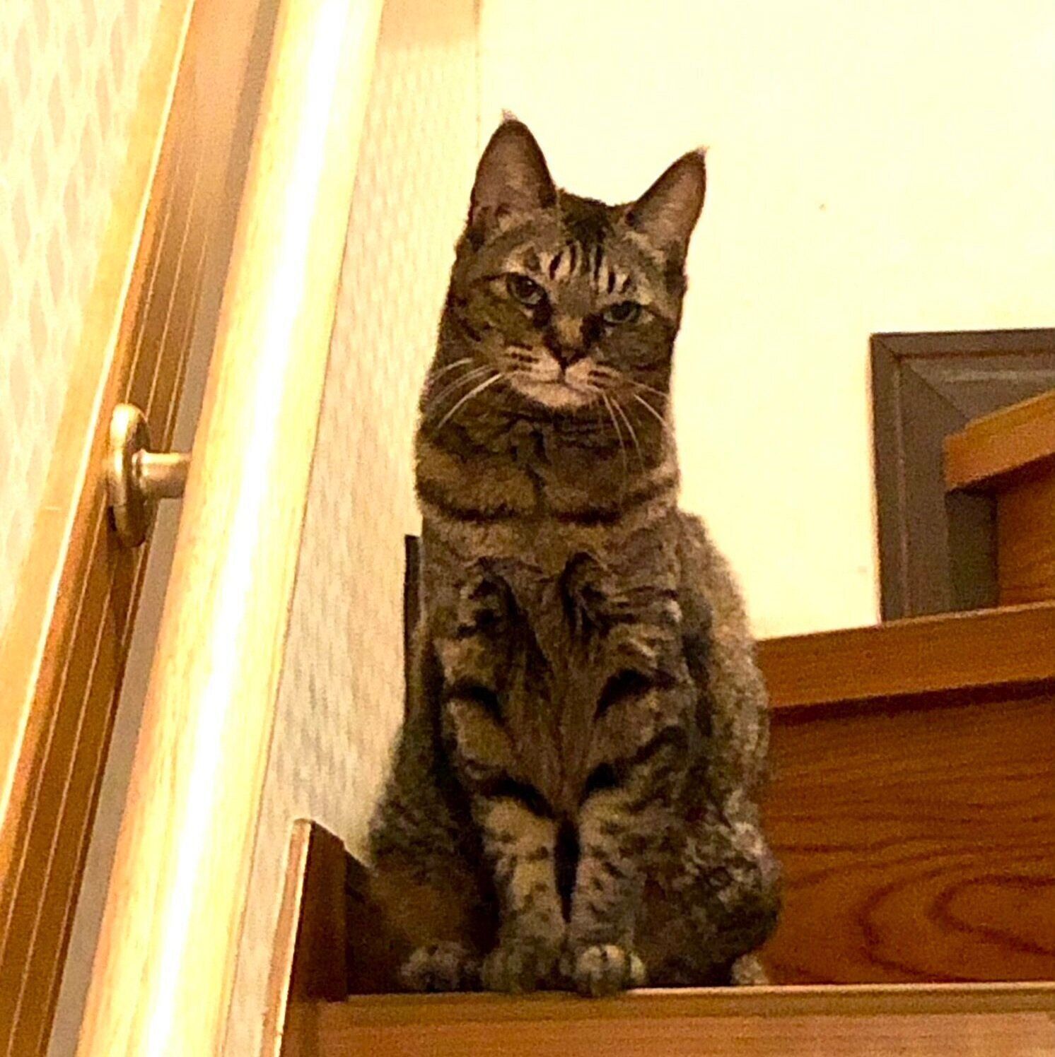 階段から見つめるさくらさん