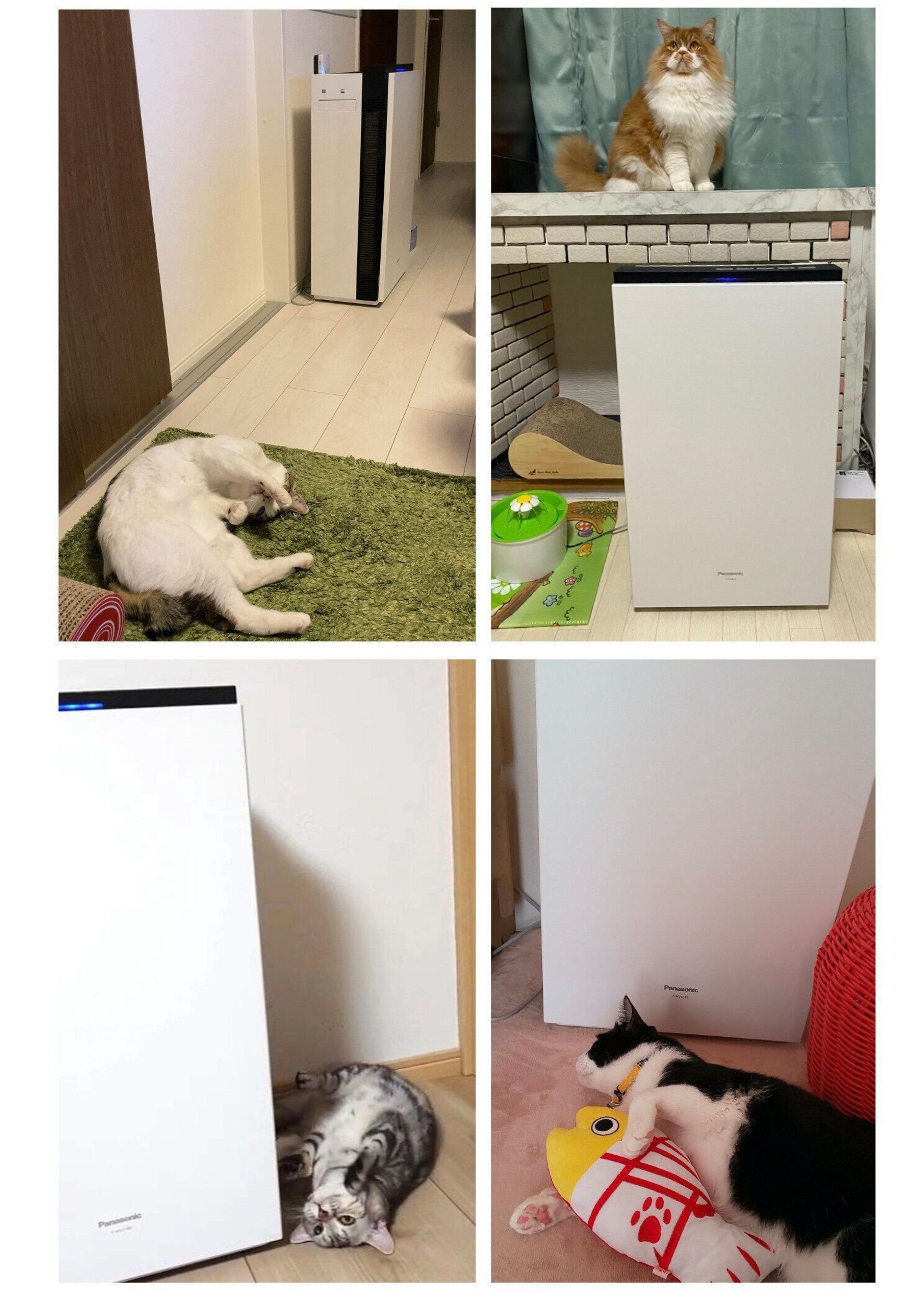 Pr みんなが気にしている 猫との暮らしのニオイ 満足度93 の解消法とは ねこのきもちweb Magazine Pr みんなが気にしている 猫との暮らしのニオイ 満足度93 の解消法とは ねこのきもちweb Magazine