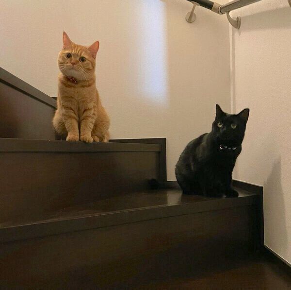 階段で待ち伏せする空ちゃんと天くん