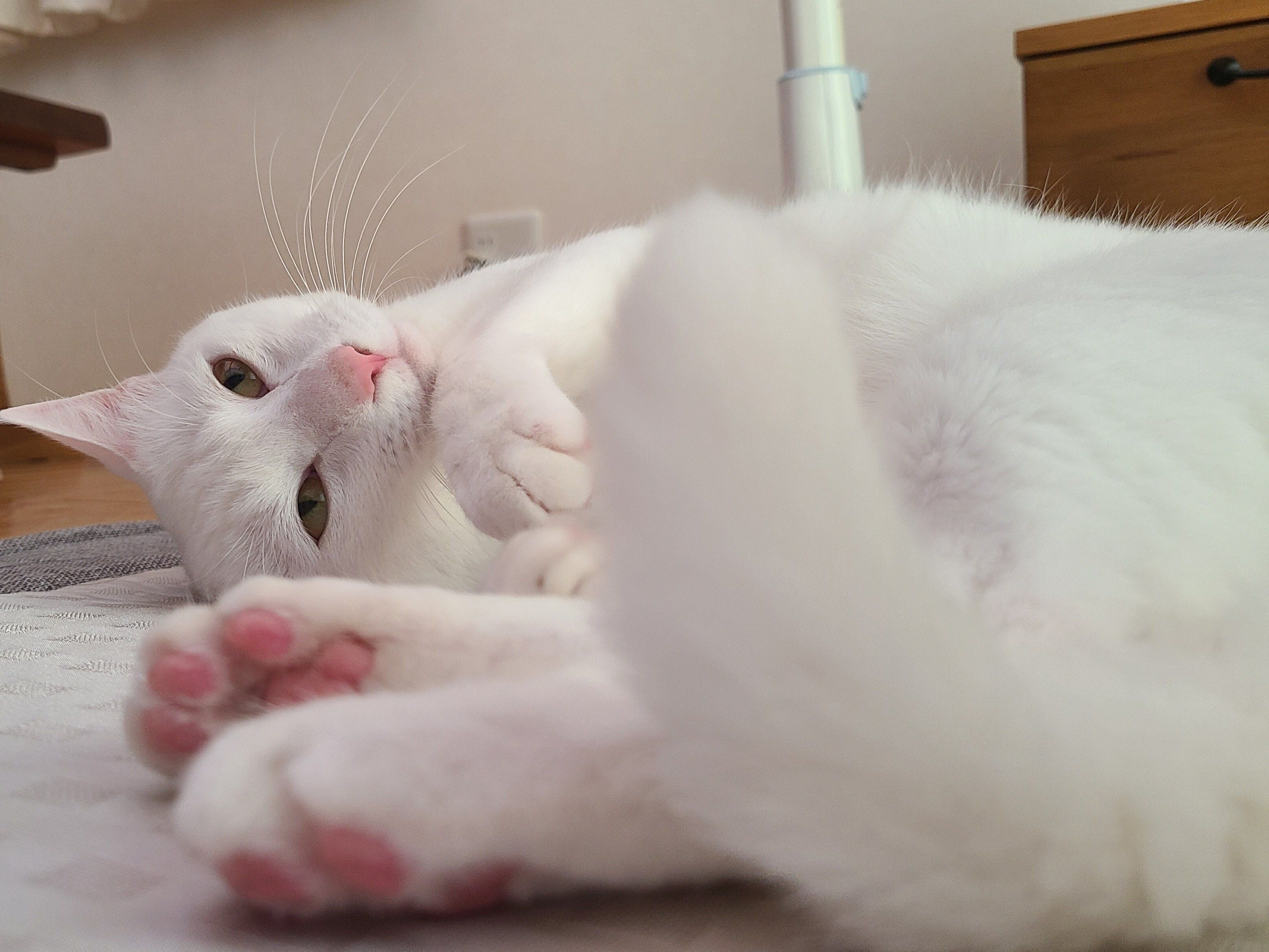 かわいい表情を見せる丹波くん