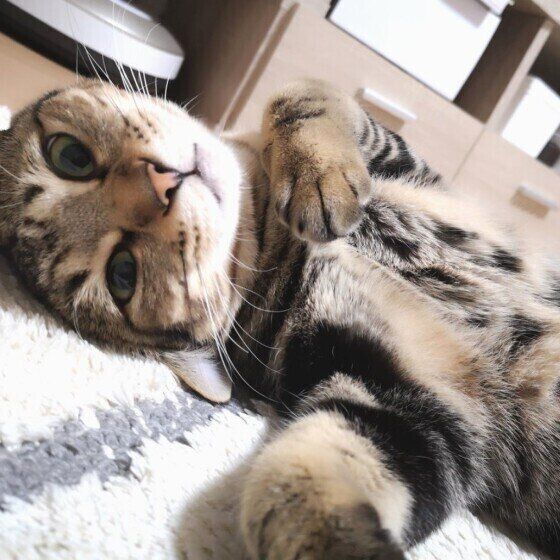 くつろぐキジトラ