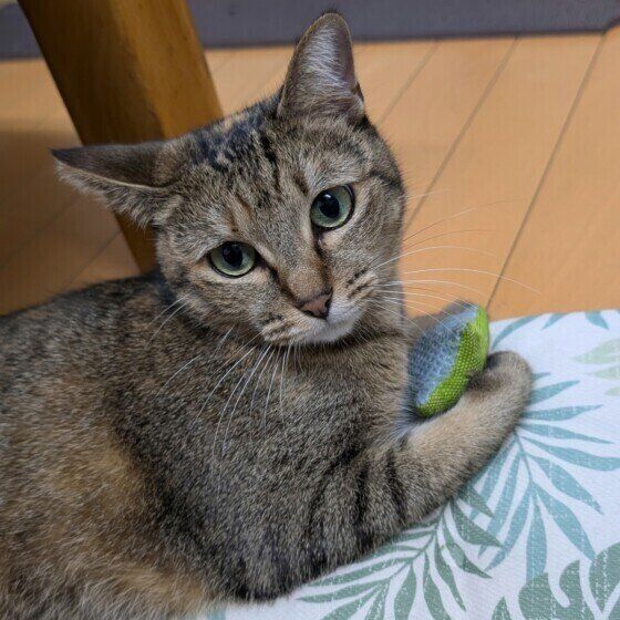 Mix（キジトラ）のはるちゃん♪