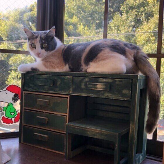 机の上でくつろぐミケのすずちゃん