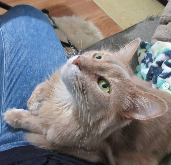 膝の上に乗るソマリ