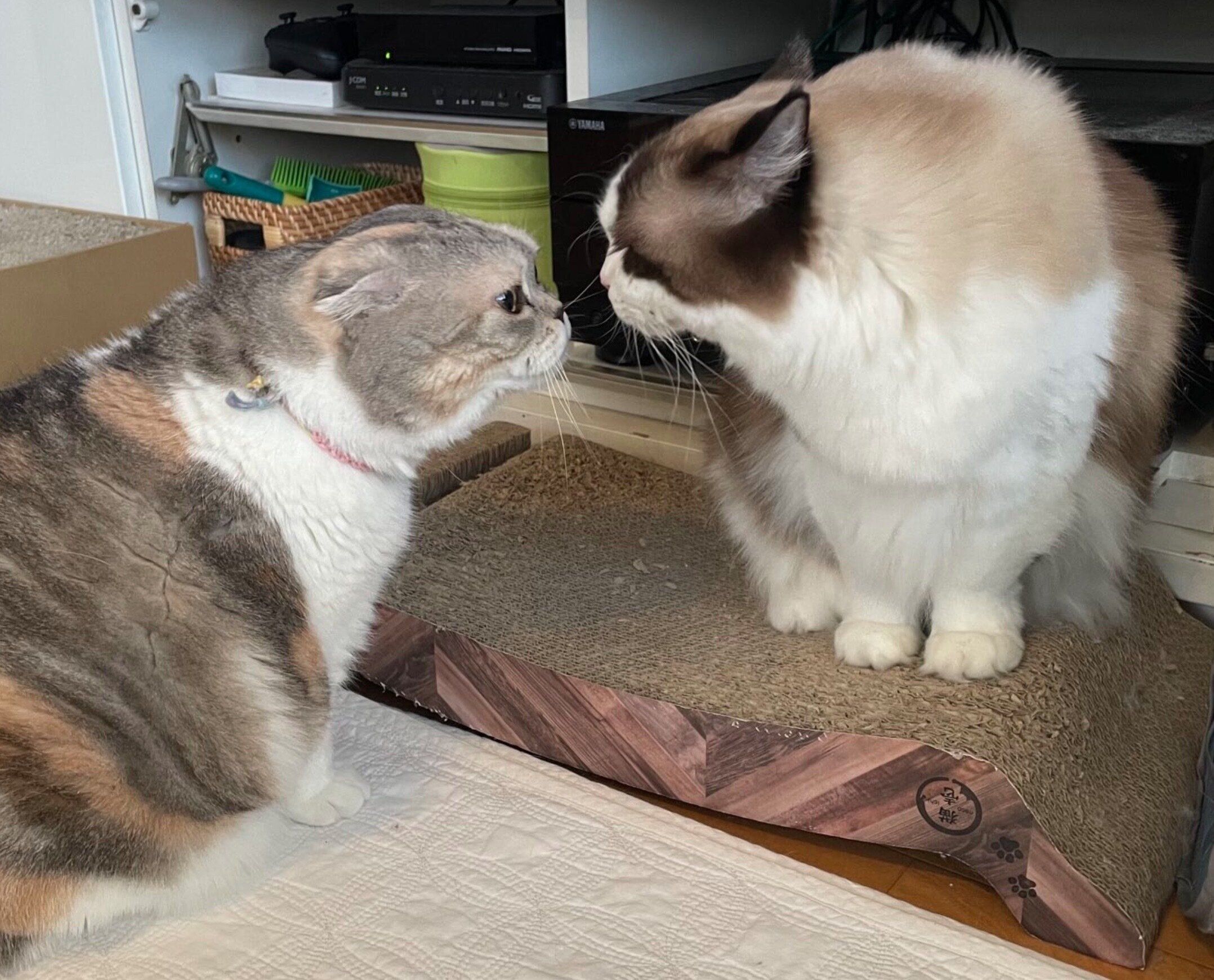 仲良しなこももちゃん、あんずちゃん