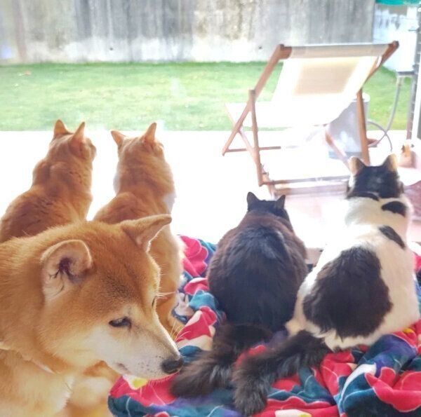 外を眺める猫たちとこむぎちゃん