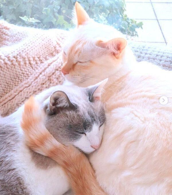 寄り添い合うチャコたんとすず香ちゃん