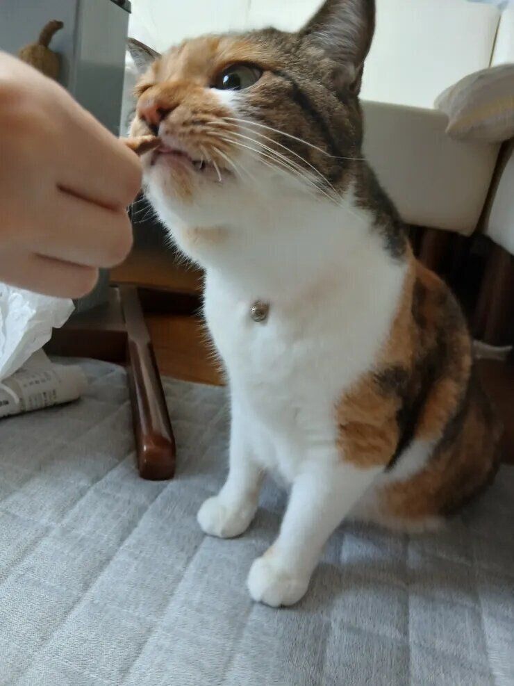 ねこのきもち『きもちテラス』で本テーマにコメントされた写真です。