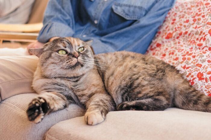 飼い主さんと猫